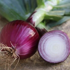 RUBY RED ONION 250 SEEDS NON-GMO FRESH FRESH FOR GARDENS