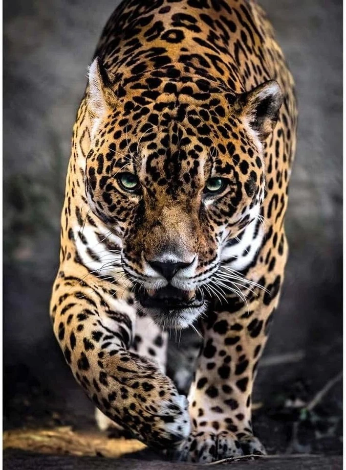 Puzzle, Cartone, Multicolore, 1000 Pezzi - Immagine 3 di 4