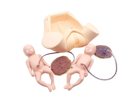 Advanced Medical Teaching Series Model Delivery Childbirth Mechanism Manikin - Picture 2 of 11