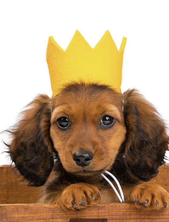 MODERNBEAST Yellow Party Crown for Dogs, Small