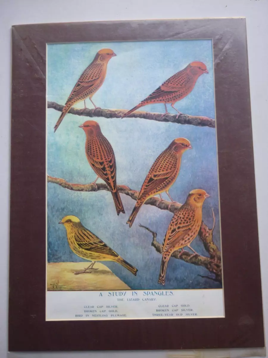 Lizard Canaries Canary mounted print