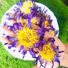 Blue Lotus Nymphaea Caerulea 100 Organic Herbal Picked Pure Dried Flowers 25g