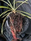 Color Guard Yucca — photo 4