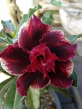 4 Double Red Magenta Desert Rose Seeds Adenium Obesum Flower Exotic Seed 58