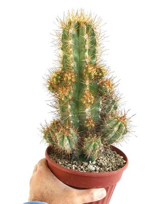 Copiapoa solaris 23 HEADS GRAFTED - NO crested serpentisulcata