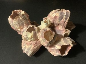 GENUINE NATURAL PURPLE & PINK BARNACLE CLUSTER 6-1/4” X 5-1/4” X 3-1/4” #3