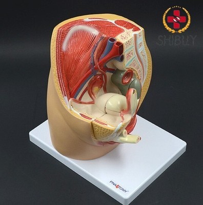 Female Life Size Pelvis Section Anatomical Model, 3part, Human Anatomy Model