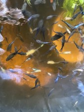 10 Beautiful Baby Guppies Fish Multiple Colors Perfect For Tanks 10 Fish Baby