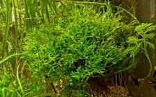 Lace Java Fern Microsorum Windelov Live Aquarium Plants BUY 2 GET 1 FREE