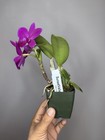 Compact Cattleya Slc. Mahalo Jack -SVO 11389 — photo 6