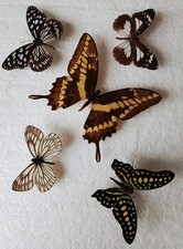  Butterfly Collection Set x5 A2 Ideal For Photography.