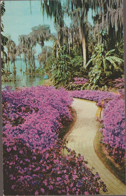 Azalea Lane Cypress Gardens Florida Chrome Postcard (8201)