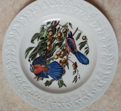 Vintage Teller Birds of America Florida Jay  John James /  ADAMS England