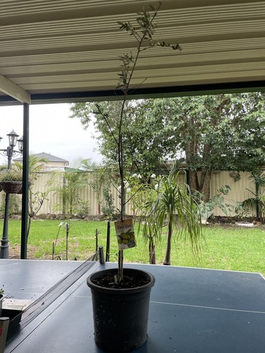 Matured Olive Tree : The Olive Grove Paragon Plant : Potted - Picture 5 of 7