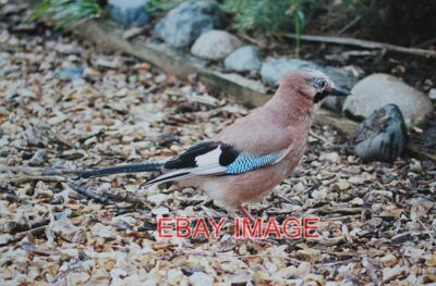 PHOTO  THE ONLY JAY IN THE VILLAGE? NORMALLY SHY THIS JAY WAS A FREQUENT VISITOR