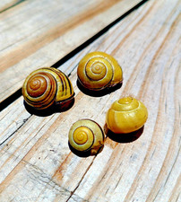 5 Live Pet LAND Snails - 5 Grove Snails - Cepaea Nemoralis not aquatic