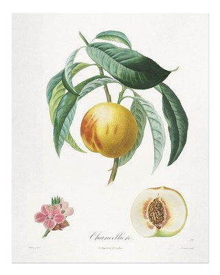 Vintage botanische Pfirsich-Wandkunst   Eleganter Fruchtdruck Garten
