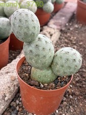 Planta de cactus suculento de múltiples cabezas Tephrocactus Geometricus (4 cabezas) hogar jardín