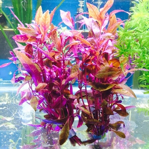 sessilis aquarium plant