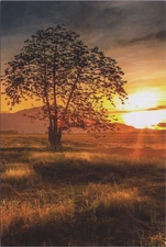 MR ALE New Image Card 4"x6" UNP B2422~Sun Behind Big Tree Grassy Field