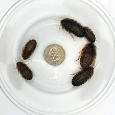 200 Large Dubia Roaches (3/4" - 1"+ Length)