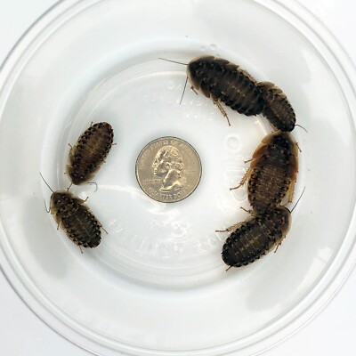 200 Large Dubia Roaches (3/4'' - 1''+ Length)