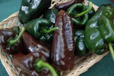Ancho Poblano Chile Pepper Seeds, Chili, NON-GMO, Variety Packets Sold