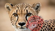 Digital Image Picture Photo Wallpaper Background Desktop Art- Cheetah 