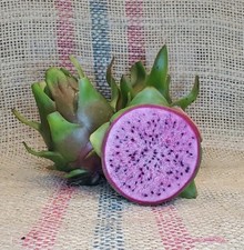 Edgar's Baby Dragon Fruit Hylocereus TC Plant Plug Tree-4-8 inches-Edible Fruit 