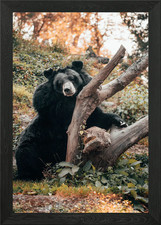 Schwarzbär gerahmtes Wandbild Poster Leinwanddruck Bild