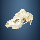 567SKU Crane de daim, bois de cerf, massacre, trophée, Diametre 38mm