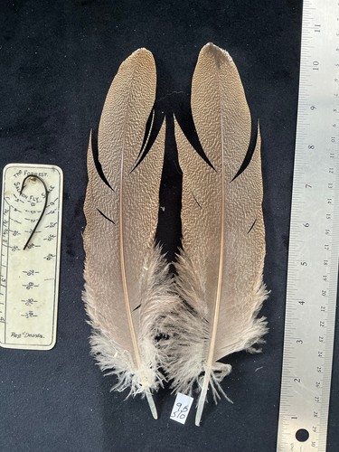 Kori Bustard feather pairs as shown in photos - Picture 8 of 14