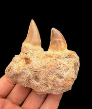Mosasaurus Jaw Fossil with Professionally Mounted Teeth &ndash; Prehistoric Marine