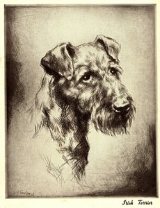 1930s Antique IRISH TERRIER Dog Print Nicholson Irish Terrier Illustration 3404C