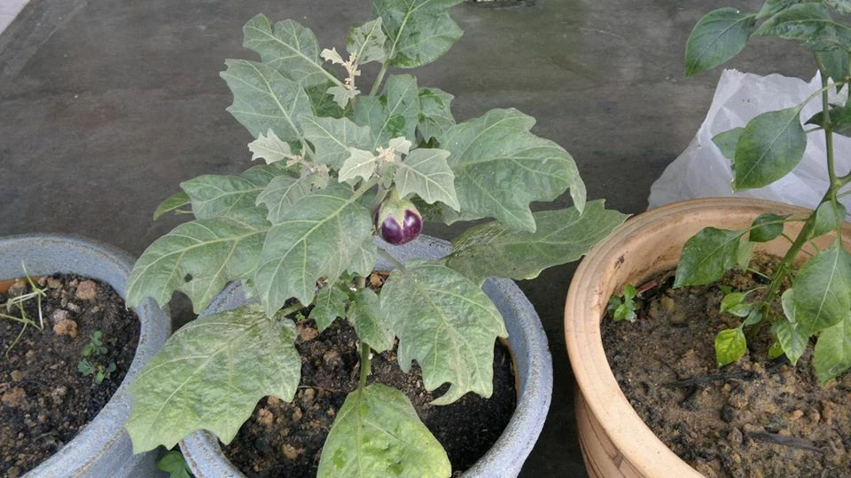 round purple eggplant : true breed tropical vegetable seeds - Image 2 of 4