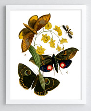 Butterfly Wall Art Print, Butterflies Print, Wall Art Decor, Nature Print 951