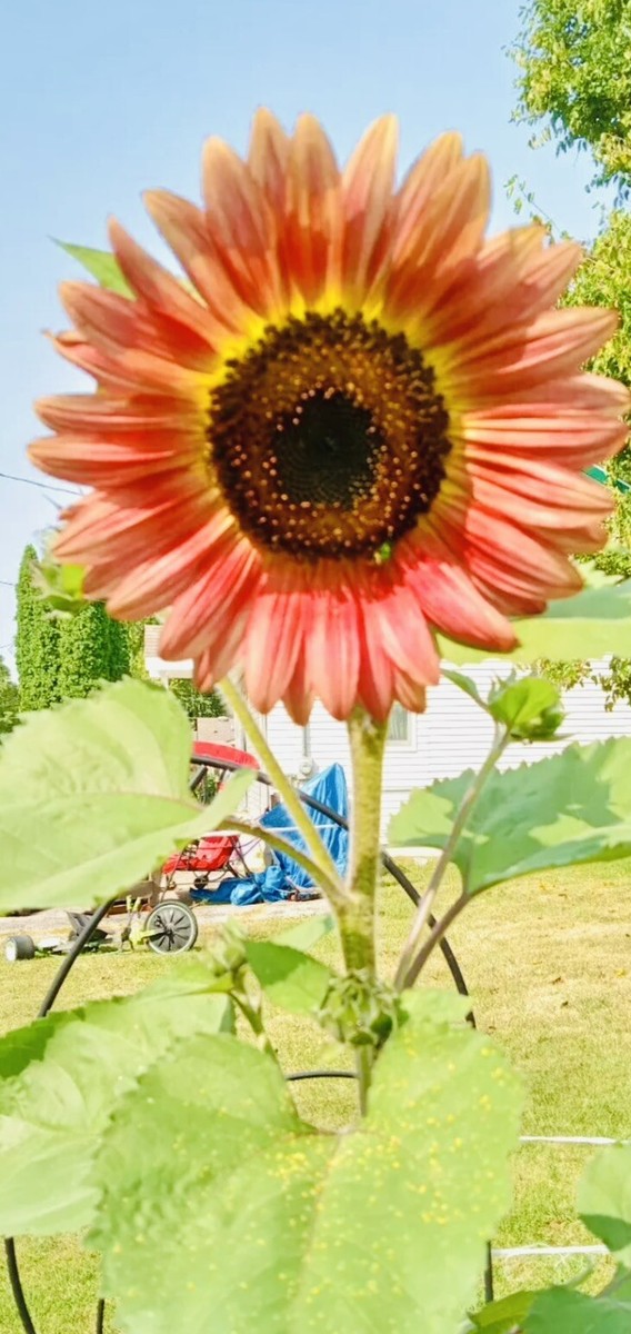 sunflower☆ Fitzula's Gift Shop: Ganz Sunshine Plush Sunflower