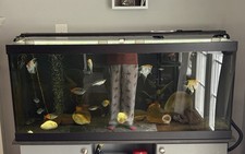 75 gallon aquarium set-up With Stand