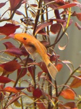 3 pack Super Red Bristlenose Pleco 1.5 - 2inch