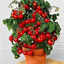 100 Dwarf Bush Cherry Tomato Seeds for Planting