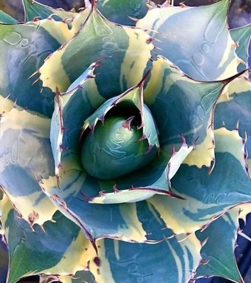 Agave parrasana cv  Impressionist  VARIEGATED - Kohlkopf-Agave | Parras-Agave