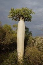 LIVE PLANT 1ft Pachypodium geayi - Silver Madagascar Palm