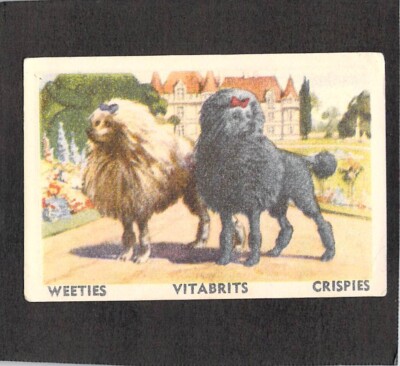 Y2264 Weeties Vitabrits Tailwaggers #24 French Poodle Dog Trade Card