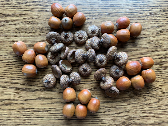 Acorns, Red Oak, 50 count, Without Attached Caps | eBay