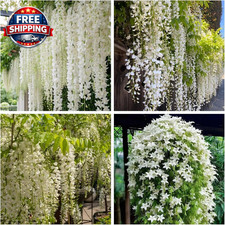 200 Climbing Weeping Jasmine Flower Seeds Star Jasmine Flower Seeds for Plantin