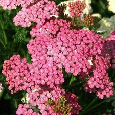 Yarrow Seeds CERISE QUEEN Perennial 36" CutFlowers Pollinators Non-GMO 500 Seeds