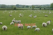 PHOTO  A FIELD OF SHEEP NEAR MANOR FARM QUITE DENSELY POPULATED WITH MOTHERS AND