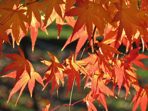 Japanese Maple seedling (Acer palmatum) 20cm - Garden - Bonsai - Picture 2 of 9