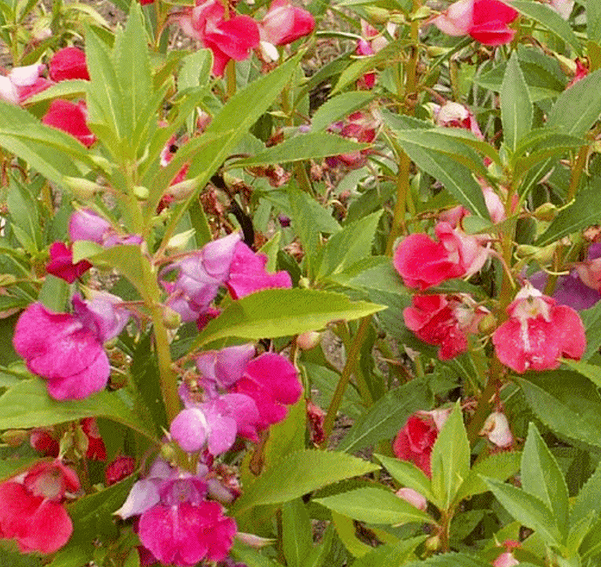 100+ Balsam Camellia Seeds – Impatiens Balsamina Flower Annual USA Free Shipping