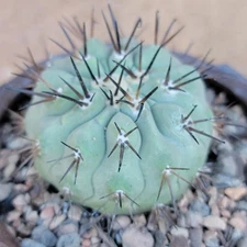 Copiapoa cinerea -  Black Spines - Rare Cactus - Exact Specimen
